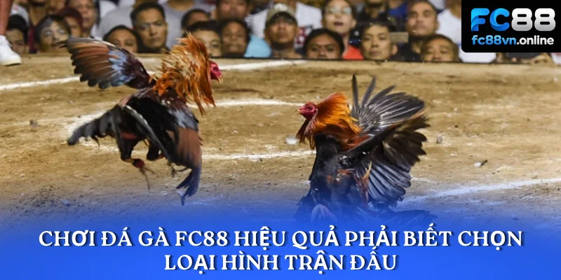 Chơi đá gà FC88 hiệu quả phải biết chọn loại hình trận đấu